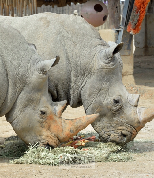 6일 경기도 과천 서울대공원에서 코뿔소들이 과일과 건초 등 먹이를 먹고 있다. 코뿔소는 서울대공원에 사는 310종 3,600여 마리 동물 중 동물원측이 선정한 많이 먹는 동물 10위 안에 들었다. 손형준 기자 boltagoo@seoul.co.kr