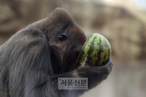 5일 오후 경기도 과천 서울대공원 고릴라우리에서 고릴라가 사육사가 마련한 간식을 먹고 있다. 손형준 기자 boltagoo@seoul.co.kr