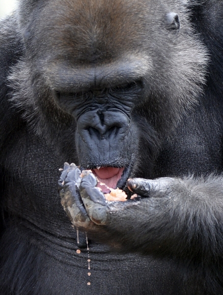 먹방 열풍이 방송과 온라인을 통해 사회 전반적으로 유행이 되고 있는 6일 오후 경기 과천시 서울대공원 동물원에서 로랜드고릴라가 먹이를 먹고 있다.   서울대공원 310종 약 3,600여 마리의 동물 중 먹이를 가장 많이 먹는 동물은 ’아시아코끼리’로 하루 평균 102.3kg을 먹어 치우며, 2위는 흰코뿔소로 하루 평균 27.01kg을 먹는다. 로랜드고릴라는 먹는 양(하루 평균 8.9kg)으로는 7위지만 먹이 비용이 많이 드는 동물 순위에는 2위에 올랐다. 셀러리, 양상추, 근대 같은 고급 채소 위주 식사를 한다. 2016. 04. 06 손형준 기자 boltagoo@seoul.co.kr