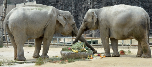 6일 경기 과천시 서울대공원에서 아시아코끼리 두 마리가 과일과 건초 등을 섞어 쌓아 놓은 먹이를 먹고 있다. 손형준 기자 boltagoo@seoul.co.kr
