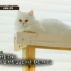 선우선, 고양이 10마리와 사는 집 공개… 동물호텔 아니야? ‘전용 가구까지’