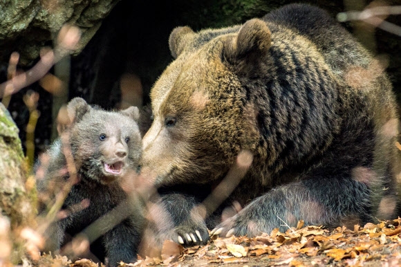큰곰 ‘루나’와 새끼가 6일(현지시간) 독일 노이쇠나우(Neuschoenau)에서 휴식을 취하고 있다. EPA 연합뉴스
