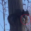 ‘피자가 좋아요!’ 피자 물고 전신주 오르는 야생 다람쥐
