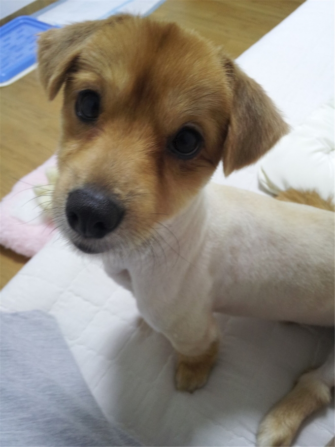 입양될 당시의 ‘마로’.  