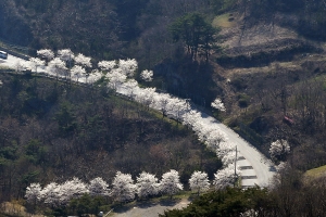 전북 옥정호, 환상의 벚꽃 드라이브 코스