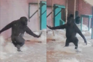 수준급 발레 동작 선보이는 새끼 고릴라