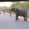 새끼 지키기 위해 들개떼 내쫓는 용감한 어미 코끼리