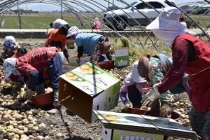 김제의 ‘백색 혁명’ 광활감자 ‘맛 혁명’