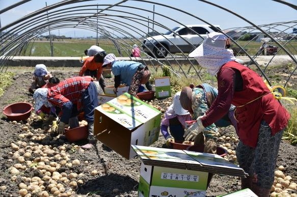 전북 김제시 광활면 비닐하우스에서 농민들이 햇감자를 수확하고 있다. 김제시 제공