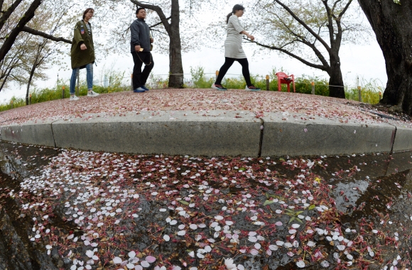 이른 오전까지 봄비가 내리다 갠 17일 서울 여의도 윤중로에 생긴 빗물 웅덩이에 벚꽃잎이 떨어져 있다.  손형준 기자 boltagoo@seoul.co.kr