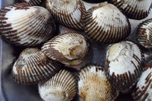 경기 연안 갯벌 새꼬막 양식 성공…남해산보다 살이 통통