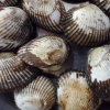 경기 연안 갯벌 새꼬막 양식 성공…남해산보다 살이 통통