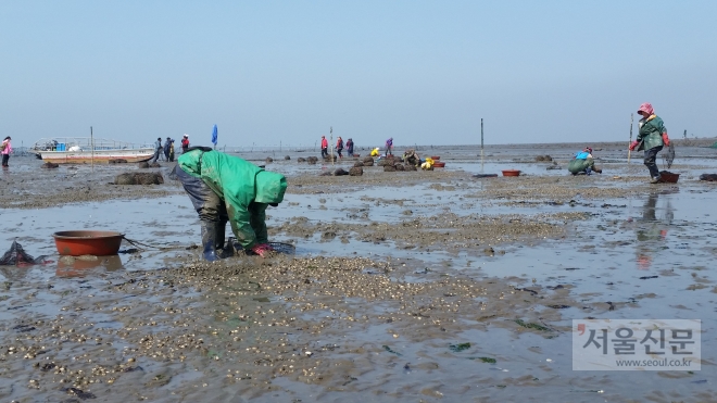 경기도해양수산자원연구소 제공