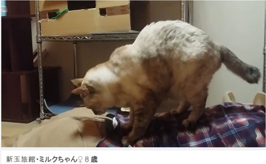 망해가던 여관 살린 고양이 마사지 미루쿠. 유튜브 영상 캡처