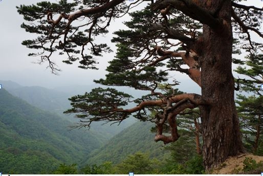 5월부터 재개방하는 금강소나무숲길의 명물인 대왕소나무.  한국등산·트레킹지원센터 제공