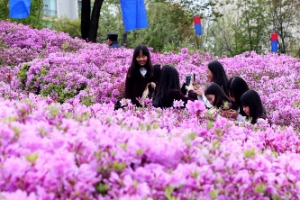 100만 그루 철쭉 활짝 군포는 진분홍 꽃나라