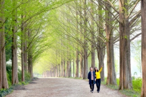 봄 따라 걷는 ‘담양 메타세쿼이아길’