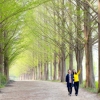 봄 따라 걷는 ‘담양 메타세쿼이아길’