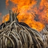 케냐 당국이 1150억 가치 상아 전량 소각한 이유