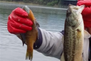 그물로 잡은 배스·블루길 하루 200㎏