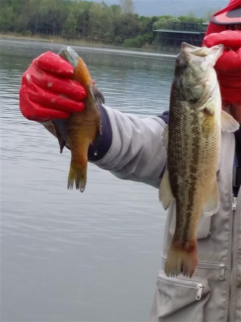 경기 양평 팔당호 남한강 유역에서 어부가 포획한 생태계 교란 외래어종 큰입배스와 블루길. 포식성이 강해 토종어류를 닥치는 대로 잡아먹는다.  양평 박승기 기자 skpark@seoul.co.kr