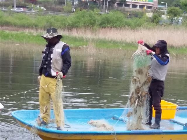 어민들이 외래어종 퇴치 작업을 하는 모습. 하루 포획하는 외래어종이 200㎏에 달한다. 연합뉴스