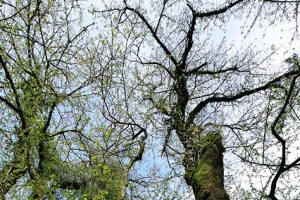 제주 자생 최고령 265살 왕벚나무 발견