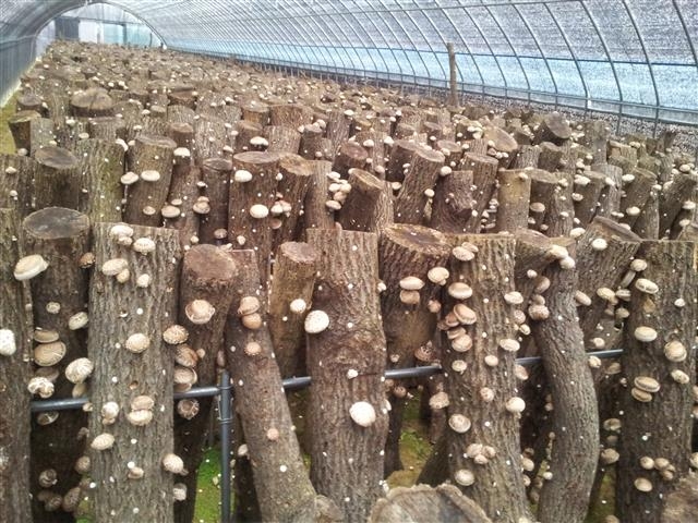 2000여개의 참나무에서 표고버섯인 ‘백화고’가 꽃처럼 활짝 핀 모습이 장관이다. 먹방마을 영농조합법인 제공