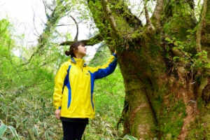 265세 제주 왕벚나무 “풍채 좋네”