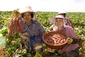 해남 고구마 가공품 中 첫 수출