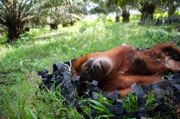 구조 중인 5살 오랑우탄…전세계 6000마리 남은 멸종위기종 