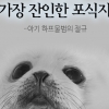 “한국인은 가장 잔인한 포식자”…아기 하프물범의 절규
