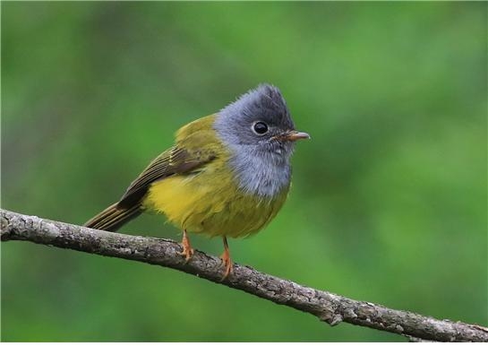 회색머리노랑딱새