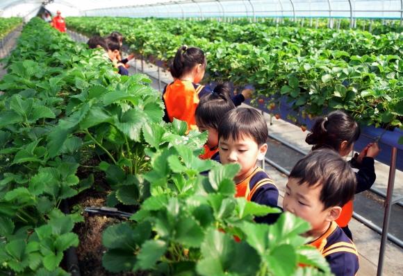 ‘우공의 딸기 정원’을 방문한 아이들이 딸기를 신기한 듯 바라보고 있다. 상주 최해국 선임기자 seaworld@seoul.co.kr