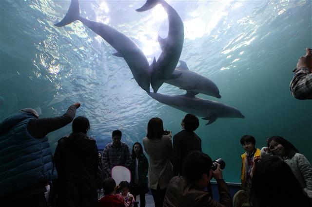 고래생태체험관을 찾은 관광객들이 수족관에서 돌고래를 보고 있다. 울산 남구 제공