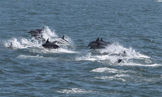 울산 장생포 앞바다를 헤엄치는 돌고래떼. 울산 남구 제공