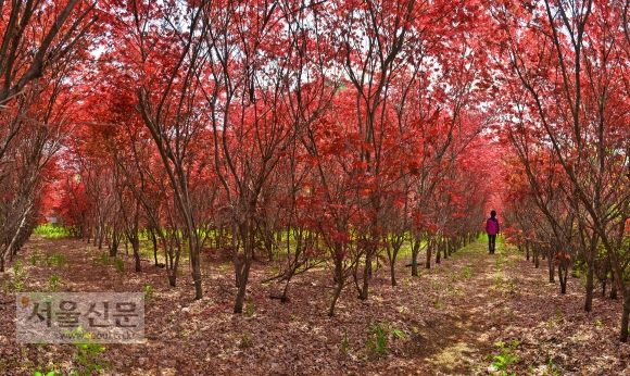 한 여행자가 붉고 푸른 단풍나무들로 조성된 법계도림을 걷고 있다. 숲은 미로 형태다. 막힌 듯하면 열리고, 열린 길 따라가면 막혀 있다. 이렇게 54개 굽이마다 경구가 적힌 팻말을 세워 뒀다.