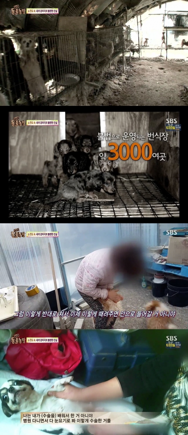 ‘TV 동물농장’이 고발한 강아지 공장 실태. SBS
