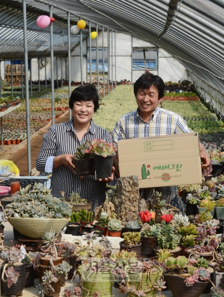 다육이 농장 에버그린의 임병주(오른쪽)·오연희씨 부부가 다육식물들을 소개하고 있다. 안주영 기자 jya@seoul.co.kr