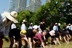 고사리 손으로 모내기 체험