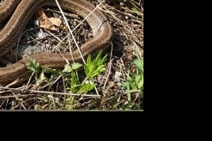 생태하천으로 되살아난 학의천…누룩뱀 출현 등