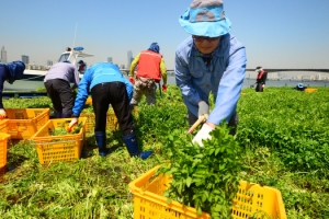 어려운 이웃 돕는 ‘착한 미나리’