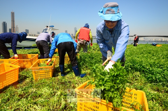 어려운 이웃 돕는 ‘착한 미나리’