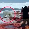 이누이트족 총탄 세례에…굶주린 북극곰 ‘최후의 만찬’
