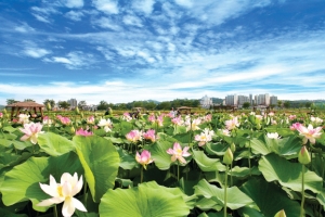 [명인·명물을 찾아서] 자태 고운 전당홍 600년 역사 ‘군자의 꽃’ 연꽃 향기에 취하다
