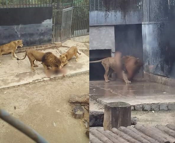 칠레 수도 산티아고에 있는 한 동물원에서 자살하려고 사자 우리에 들어간 한 청년을 구하기 위해 사자 2마리가 사살됐다. 트위터 @NoticieroAnimal