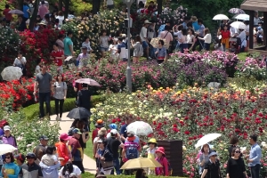 영화 ‘곡성’과 함께 흥행몰이 하는 곡성세계장미 축제, 대박 조짐