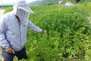 재배철 맞아 ‘대마 도둑’ 날뛰는데 당국은 뒷짐