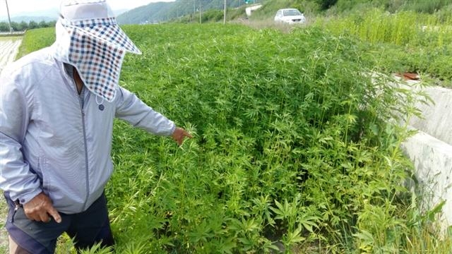 안동시 임하면 금소리의 한 주민이 지난 23일 대마밭에서 누군가에 의해 대마 줄기가 무더기로 잘려 나간 것을 가리키고 있다.