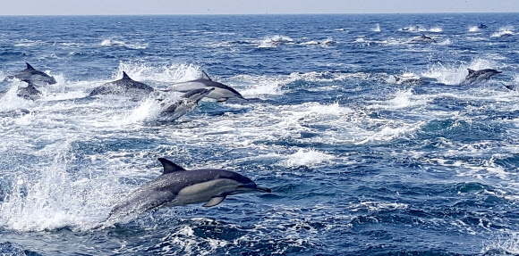 참돌고래 떼 2000여 마리가 25일 울산 남구 장생포 남쪽 앞바다에서 힘차게 유영하고 있다. 장생포에서는 26일부터 29일까지 울산고래축제가 열린다. 울산 연합뉴스